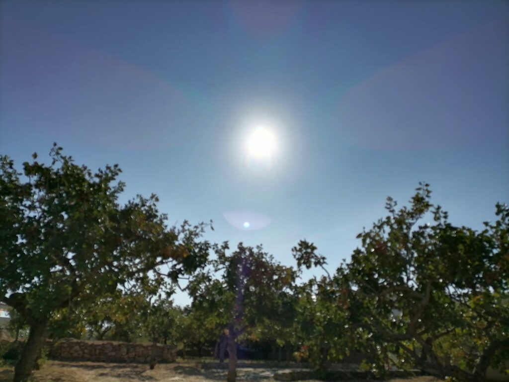 Pistachio Trees