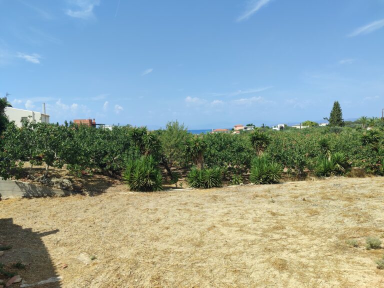 Pistachio Trees