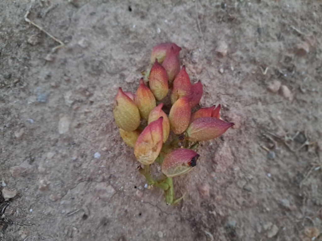 Agritourism Pistachio