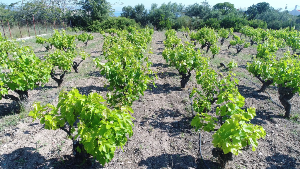 Agritourism Vineyard